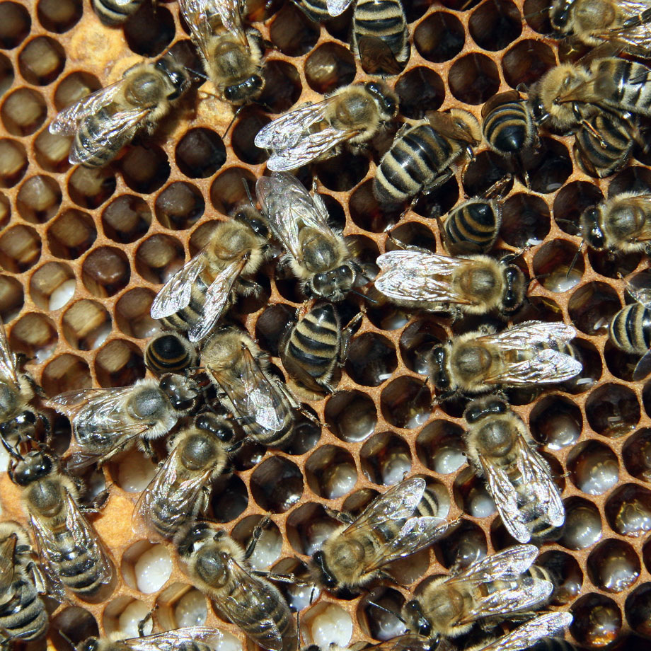Abejas