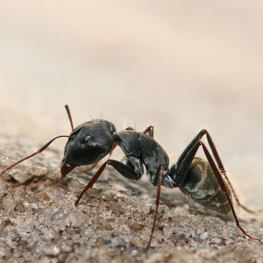 Hormiga