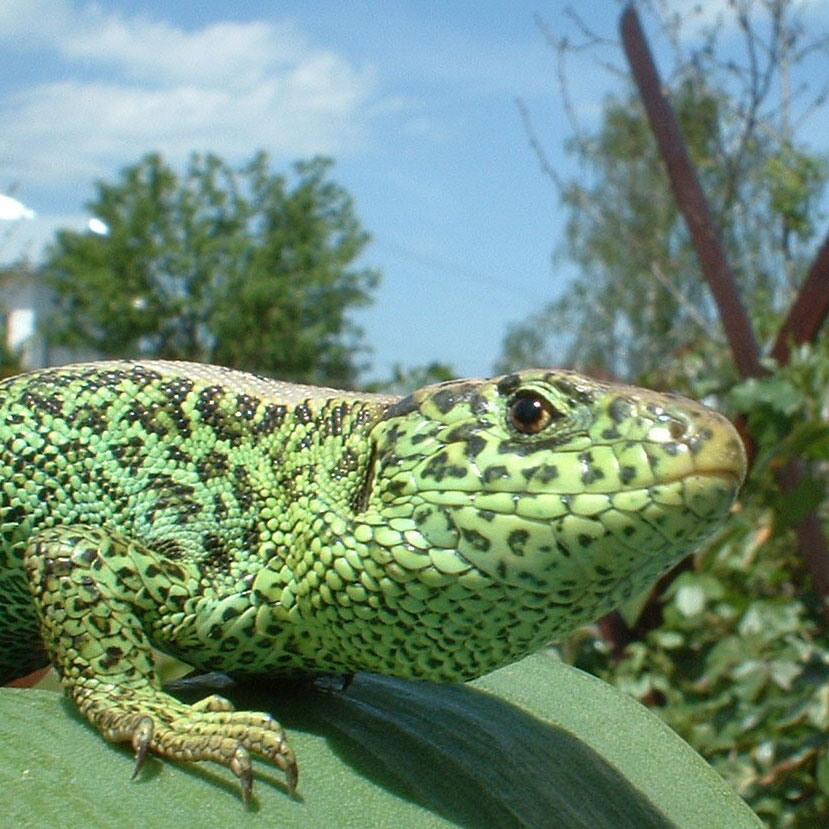 Lagartos