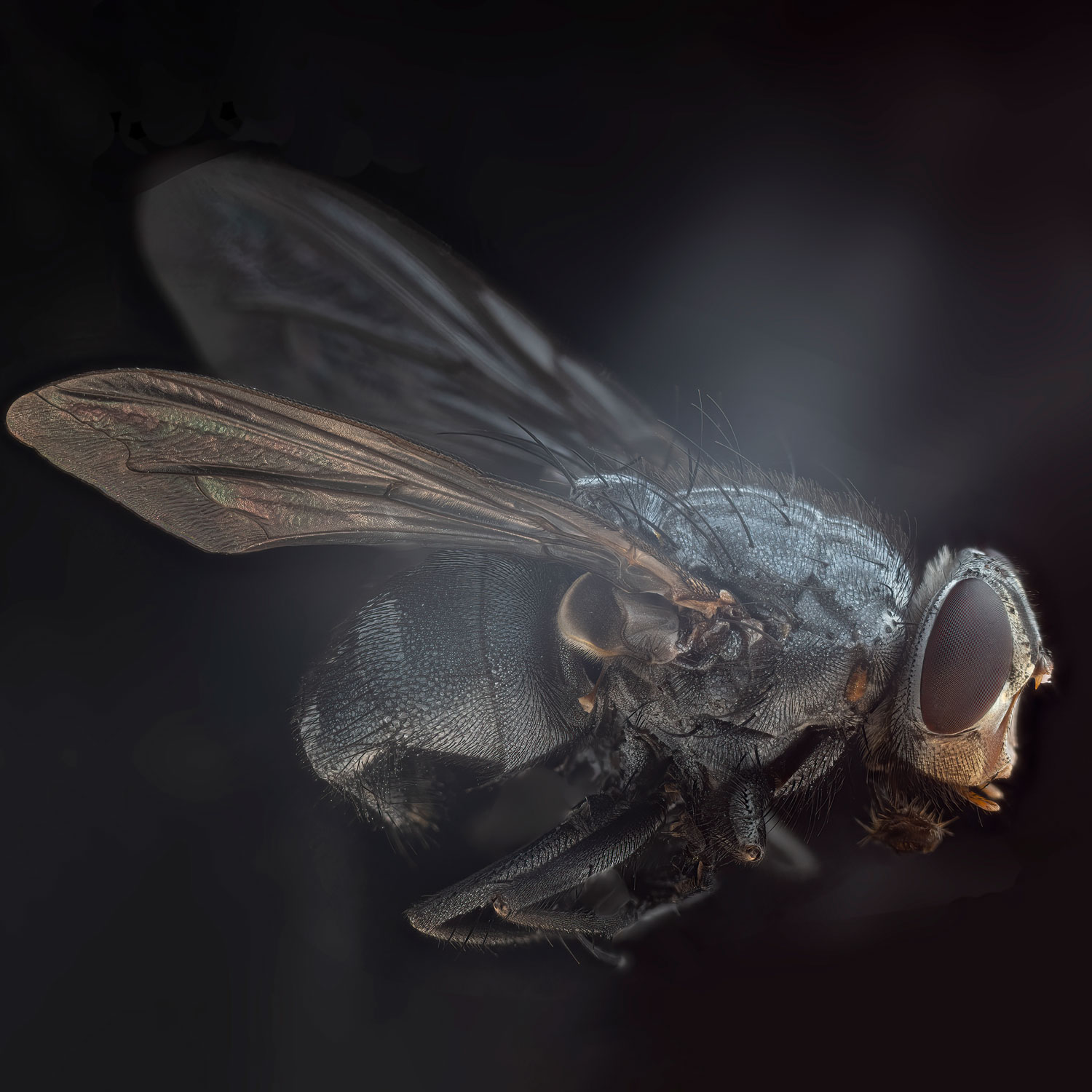Mosca