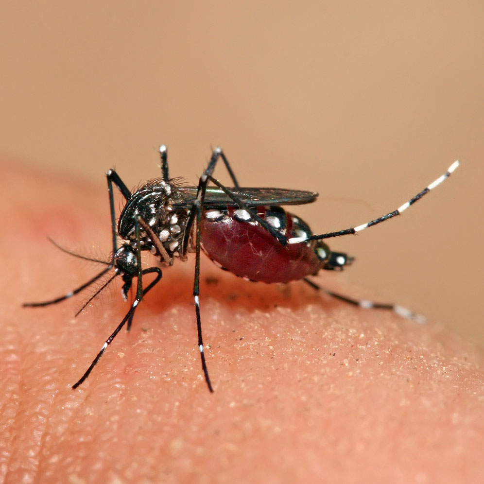 Mosquito