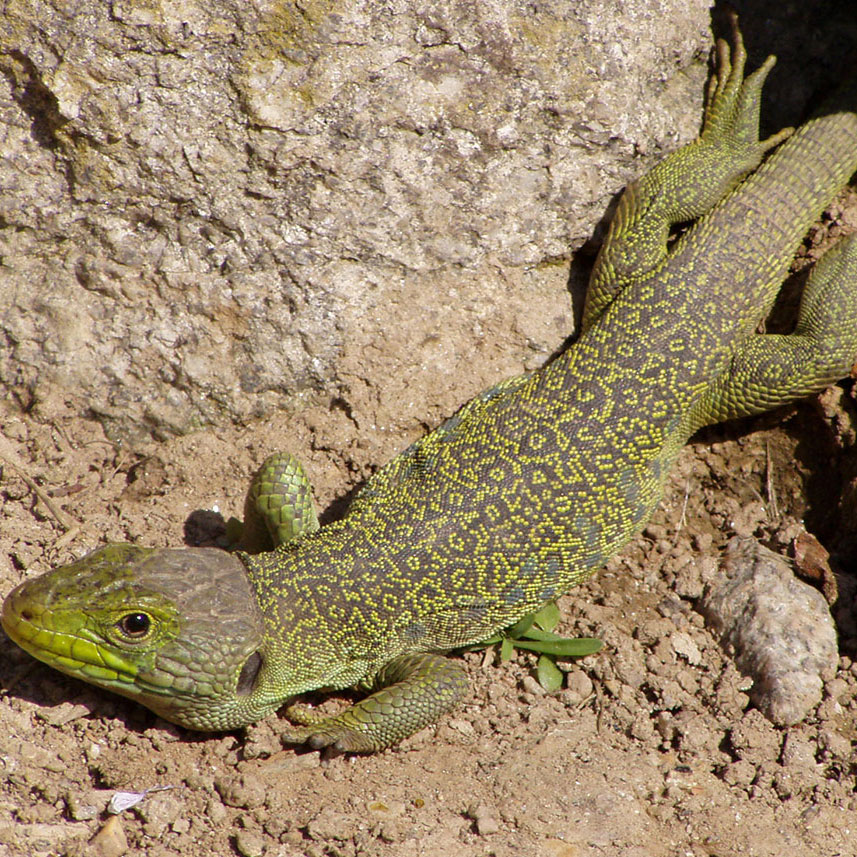 Control de reptiles