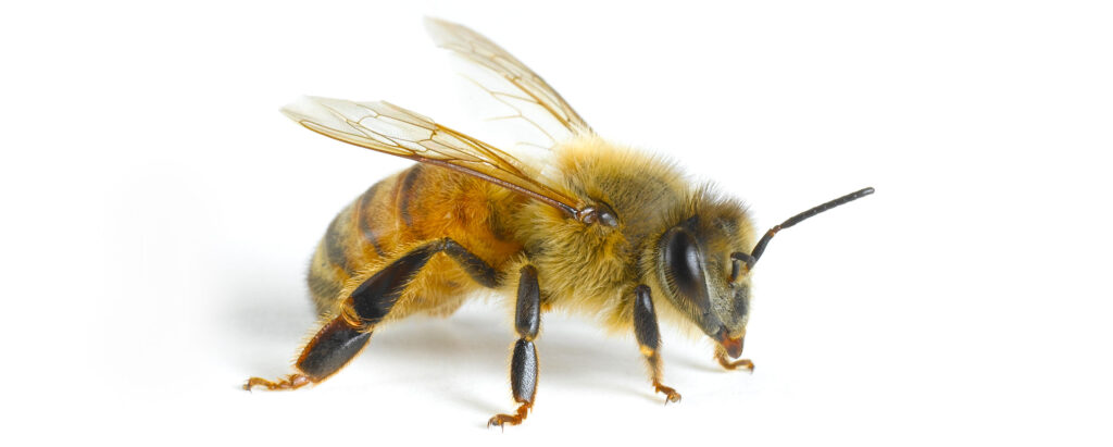 Abeja