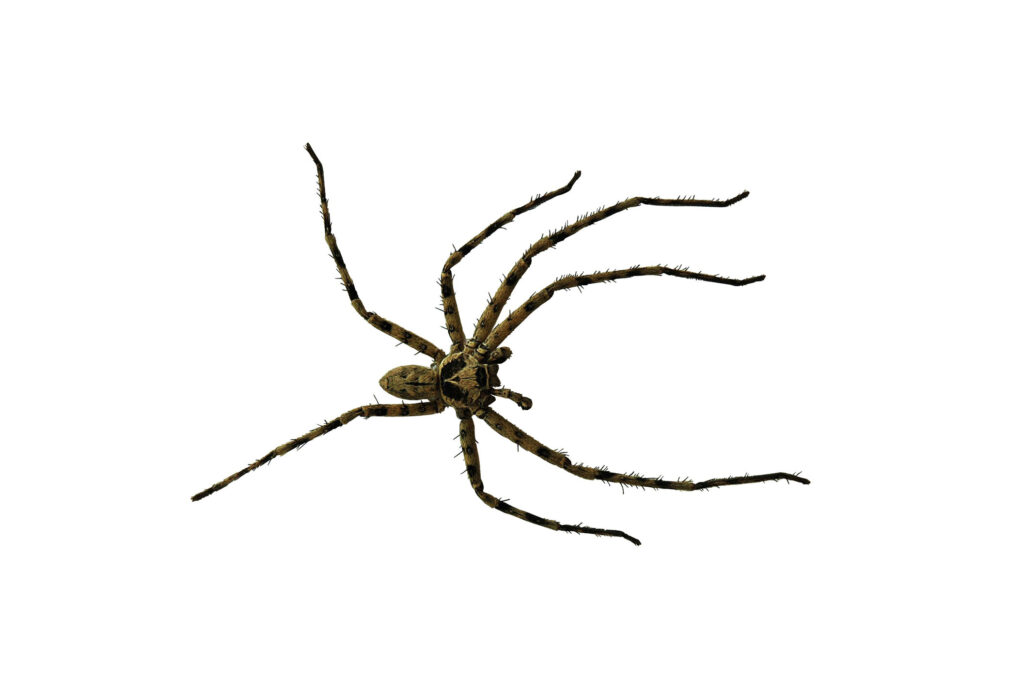 Araña