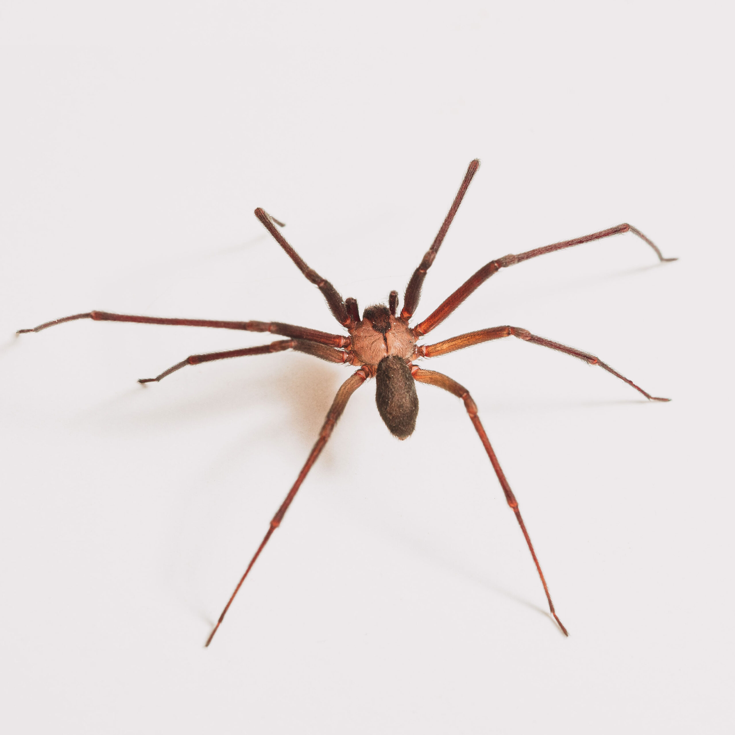 Araña