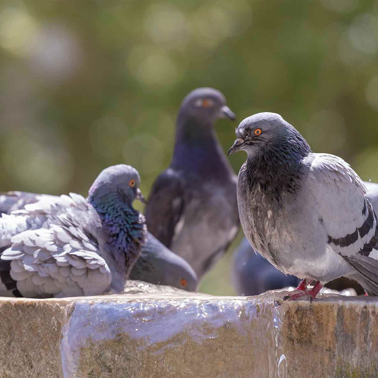Control de aves