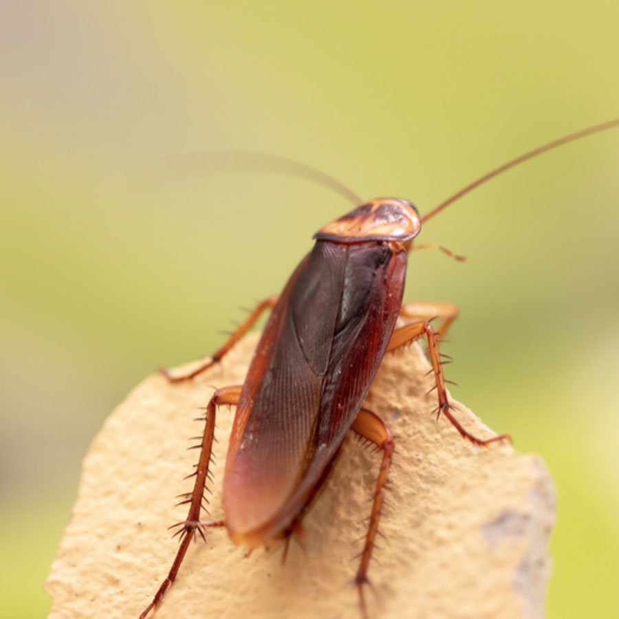 cucarachas