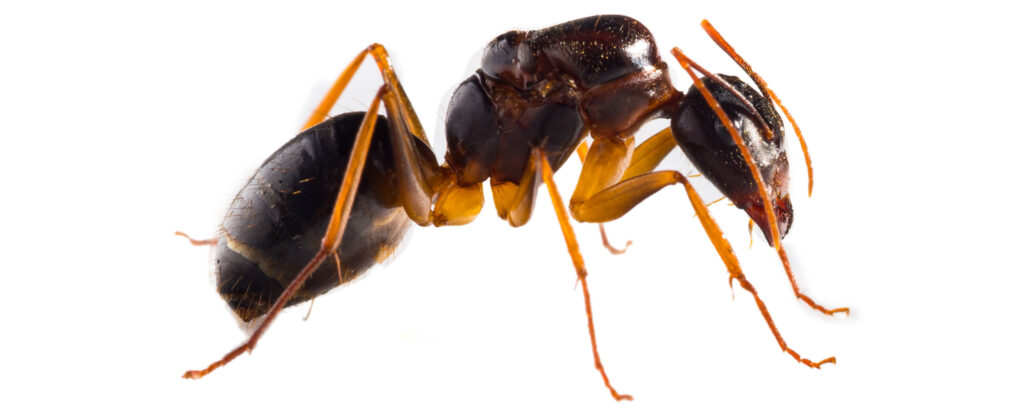 Hormiga
