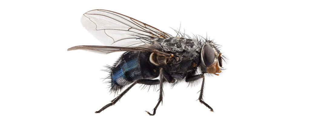 Mosca