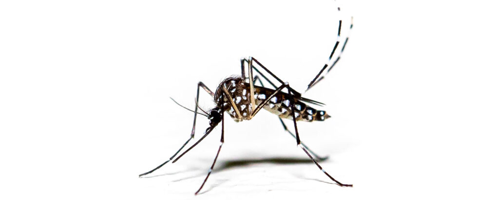 Mosquito