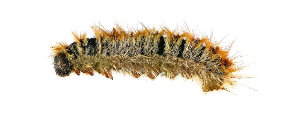 Procesionaria