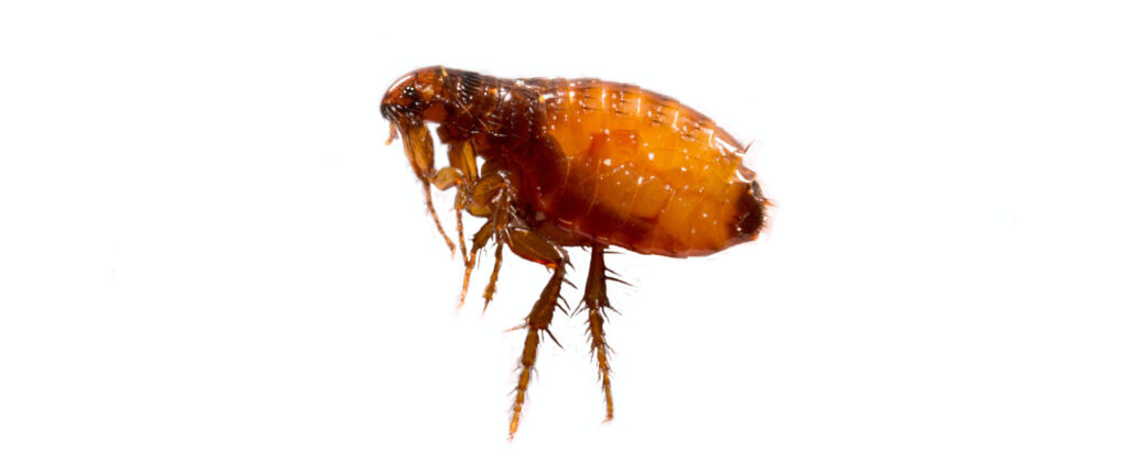 pulga