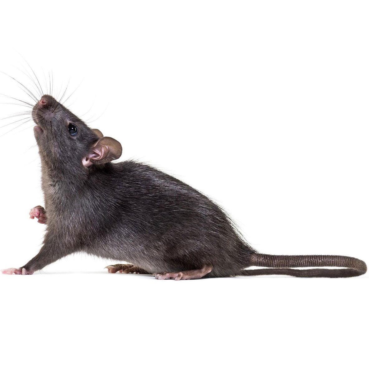 rata