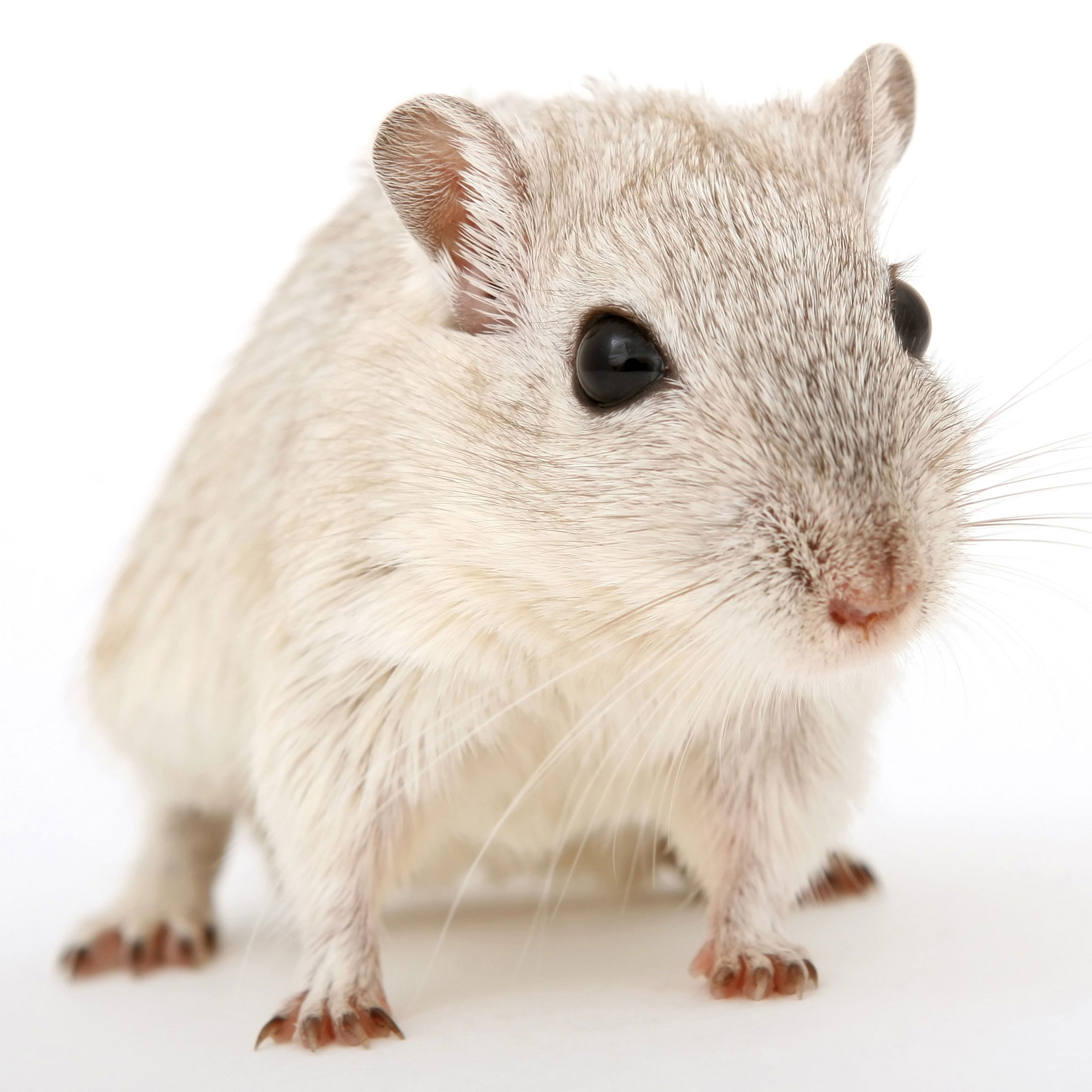 raton
