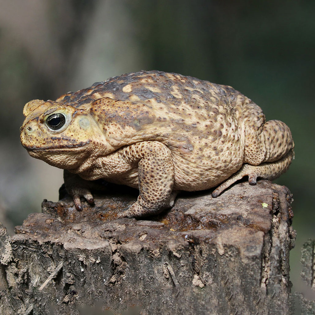 Sapos y ranas